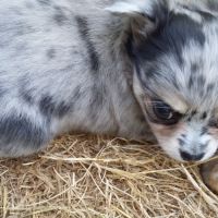 Disponibles chiots chihuahua poils longs