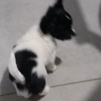 Disponibles chiots chihuahua poils longs #3