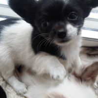 Disponibles chiots chihuahua poils longs #4
