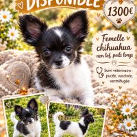 Disponible chiot chihuahua poils longs