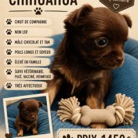 A réserver chiots chihuahua non lof