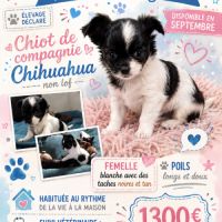 A réserver chiots chihuahua non lof