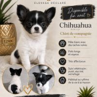 Disponibles chiots chihuahua non lof