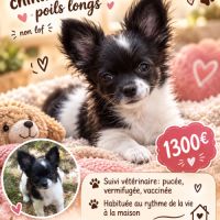 Disponible chiot chihuahua poils longs