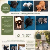 A réserver chiots chihuahua non lof