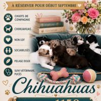 A réserver chiots chihuahua non lof