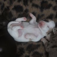 A réserver chiots de type chihuahua #2