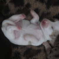 A réserver chiots de type chihuahua #3