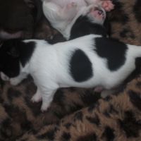 A réserver chiots de type chihuahua #4