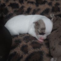 A réserver chiots de type chihuahua #5