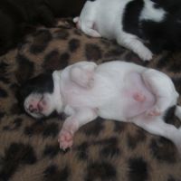 A réserver chiots de type chihuahua #6