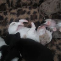 A réserver chiots de type chihuahua #7