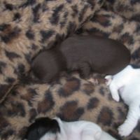 A réserver chiots de type chihuahua #9