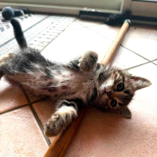 Java, une chatonne très équilibrée #2