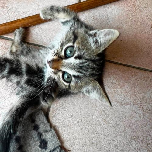 Java, une chatonne très équilibrée #3