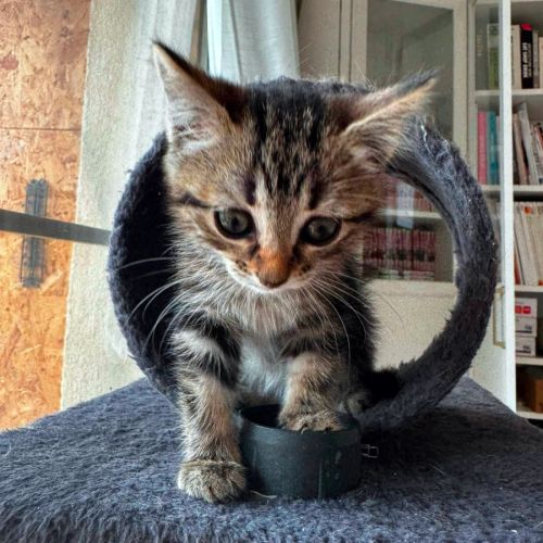 Java, une chatonne très équilibrée #4