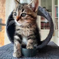 Java, une chatonne très équilibrée #0