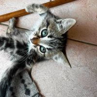 Java, une chatonne très équilibrée #3