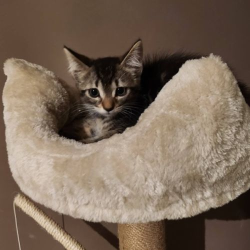 *bella*, jolie minette a l'adoption