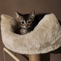 *bella*, jolie minette a l'adoption