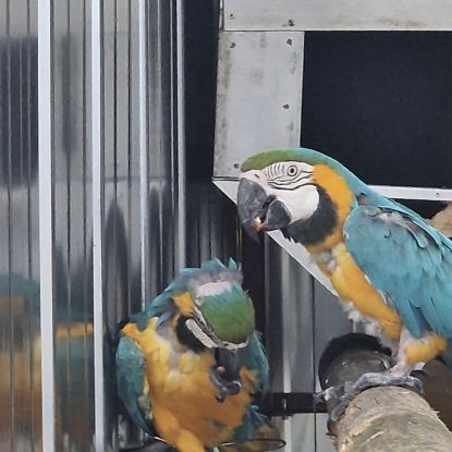 Couple ara ararauna