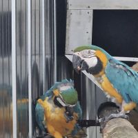 Couple ara ararauna #0