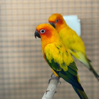 Couple conure soleil