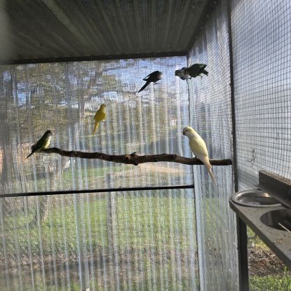 Colonie de conure souris / veuve