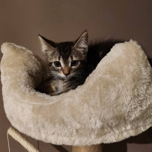 Luna, jolie minette à l'adoption