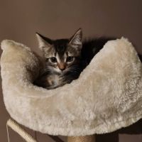 Luna, jolie minette à l'adoption