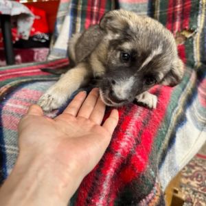 Fidji petite chiot roumaine à l'adoption #1