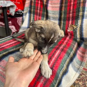 Fidji petite chiot roumaine à l'adoption