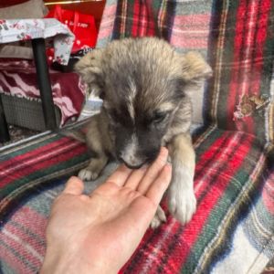 Fidji petite chiot roumaine à l'adoption #4