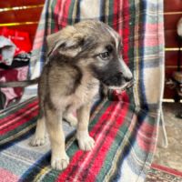 Fidji petite chiot roumaine à l'adoption #3