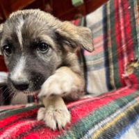 Fidji petite chiot roumaine à l'adoption #5