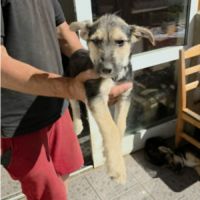 Goe bébé roumanie #2