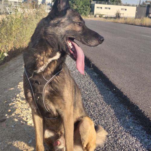 Berger belge malinois #1