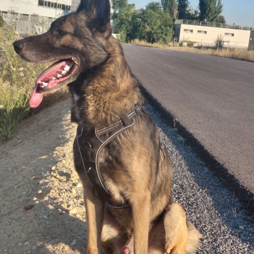Berger belge malinois #2