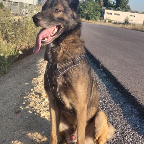 Berger belge malinois #3