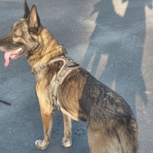 Berger belge malinois