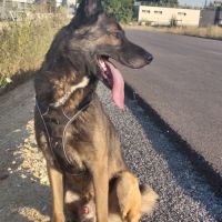 Berger belge malinois #1