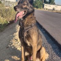 Berger belge malinois #3