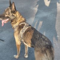 Berger belge malinois #0