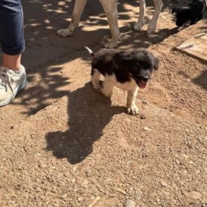 Neo trouvé dans une poubelle #3