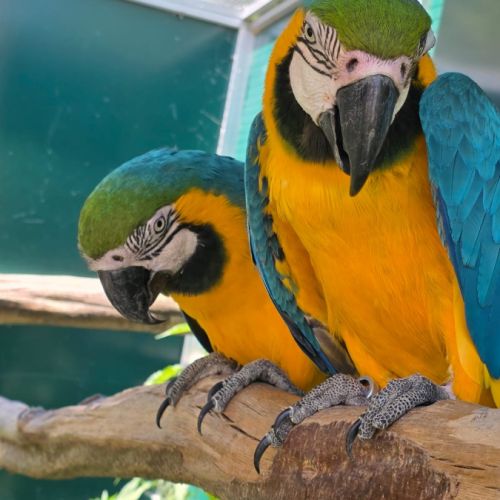 Couple aras ararauna