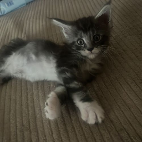 Chaton maine coon mâle