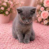 Chaton british sh non-loof (3-4*cb) #3