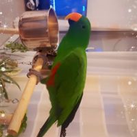 Eclectus male