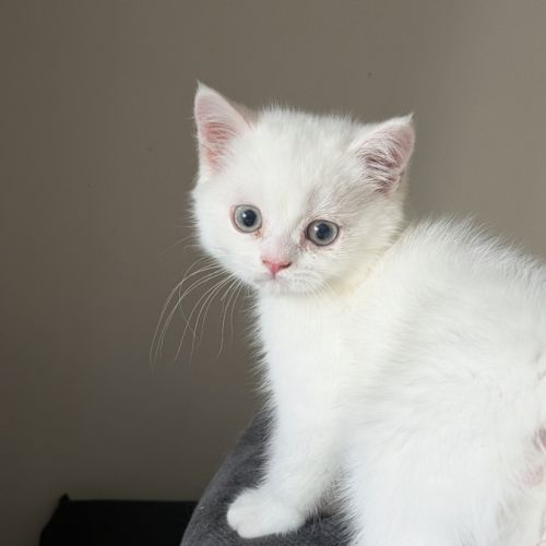 Chaton british shorthair #1