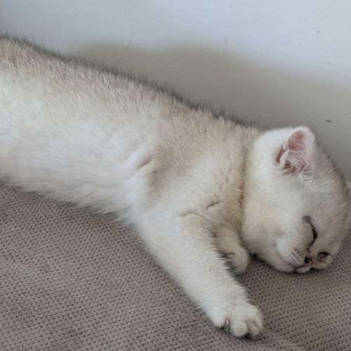 Chaton british shorthair #2